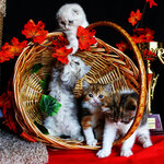 Cattery Sharmila. Selkirk rex and scottish fold cats (ulitsa Ryabysheva, 12) ، مربي الحيوانات