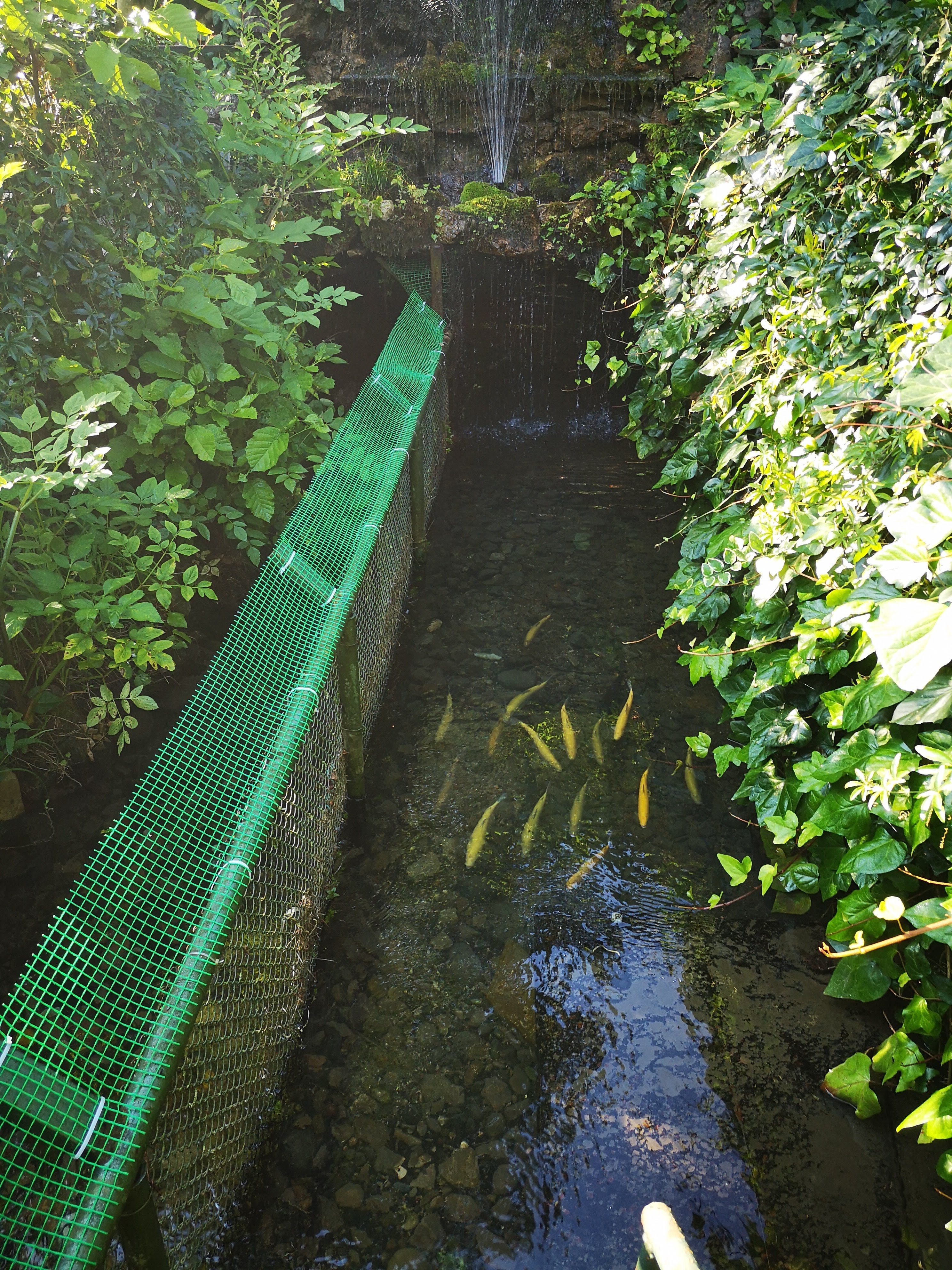 Фото Форелька