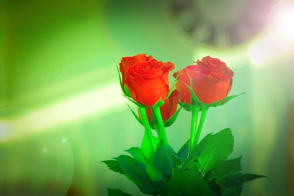 Фото A&s Ferienwohnungen Bonnerstraße 62