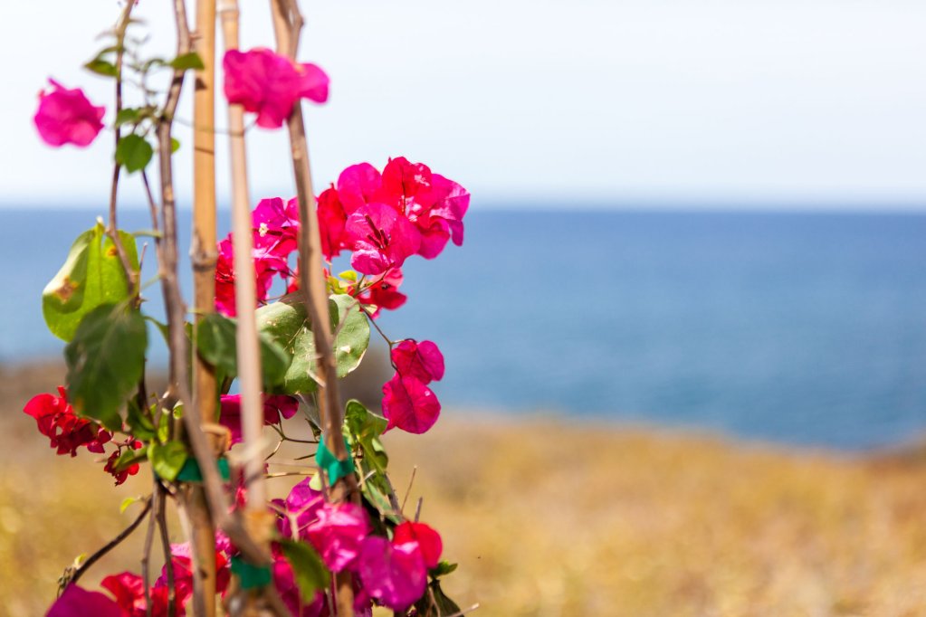 Фото Le Grand Blue