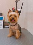 Grooming (Plastunskaya Street, 123Ак1), pet salon