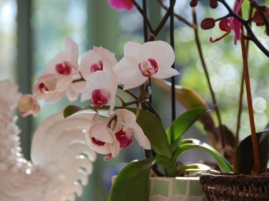 Фото Le Manoir Saint Clair