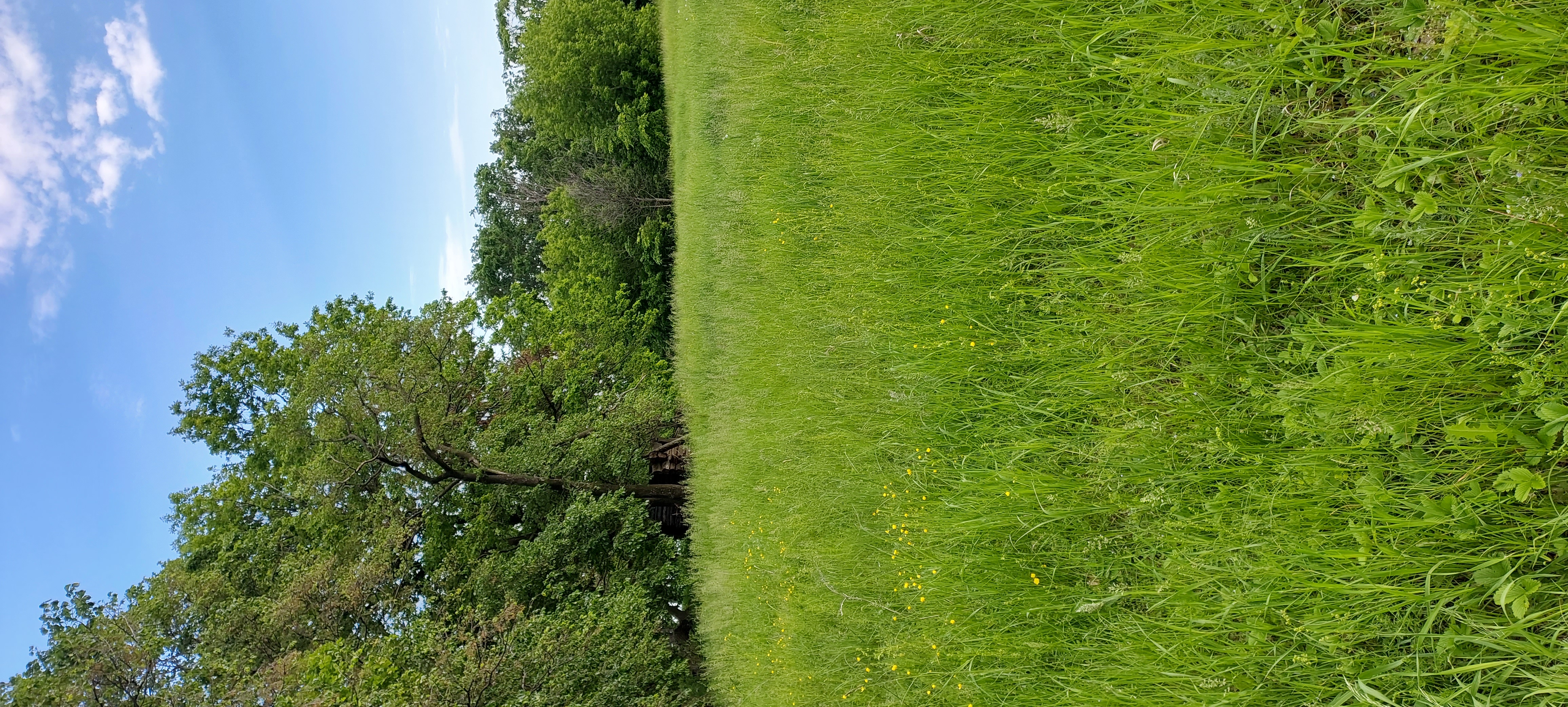 Фото Солнышко