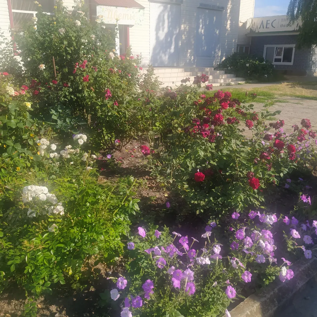 Фото Центральная