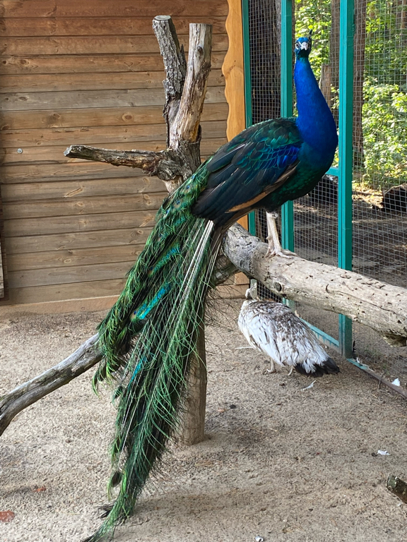 Фото Берёзка