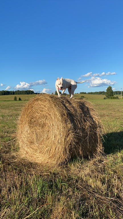 Фото Солонцово