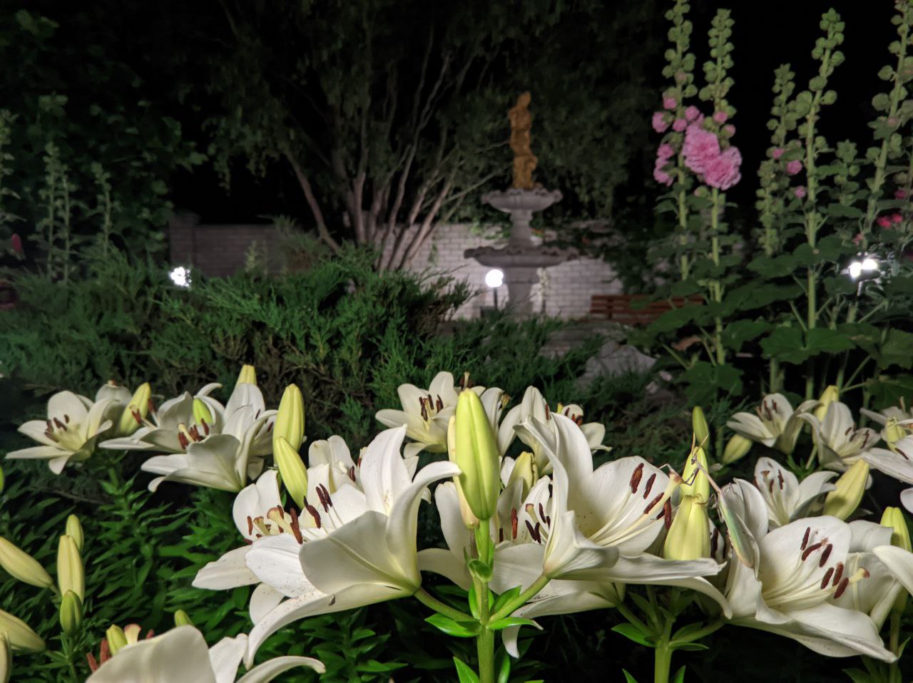 Фото Альбатрос