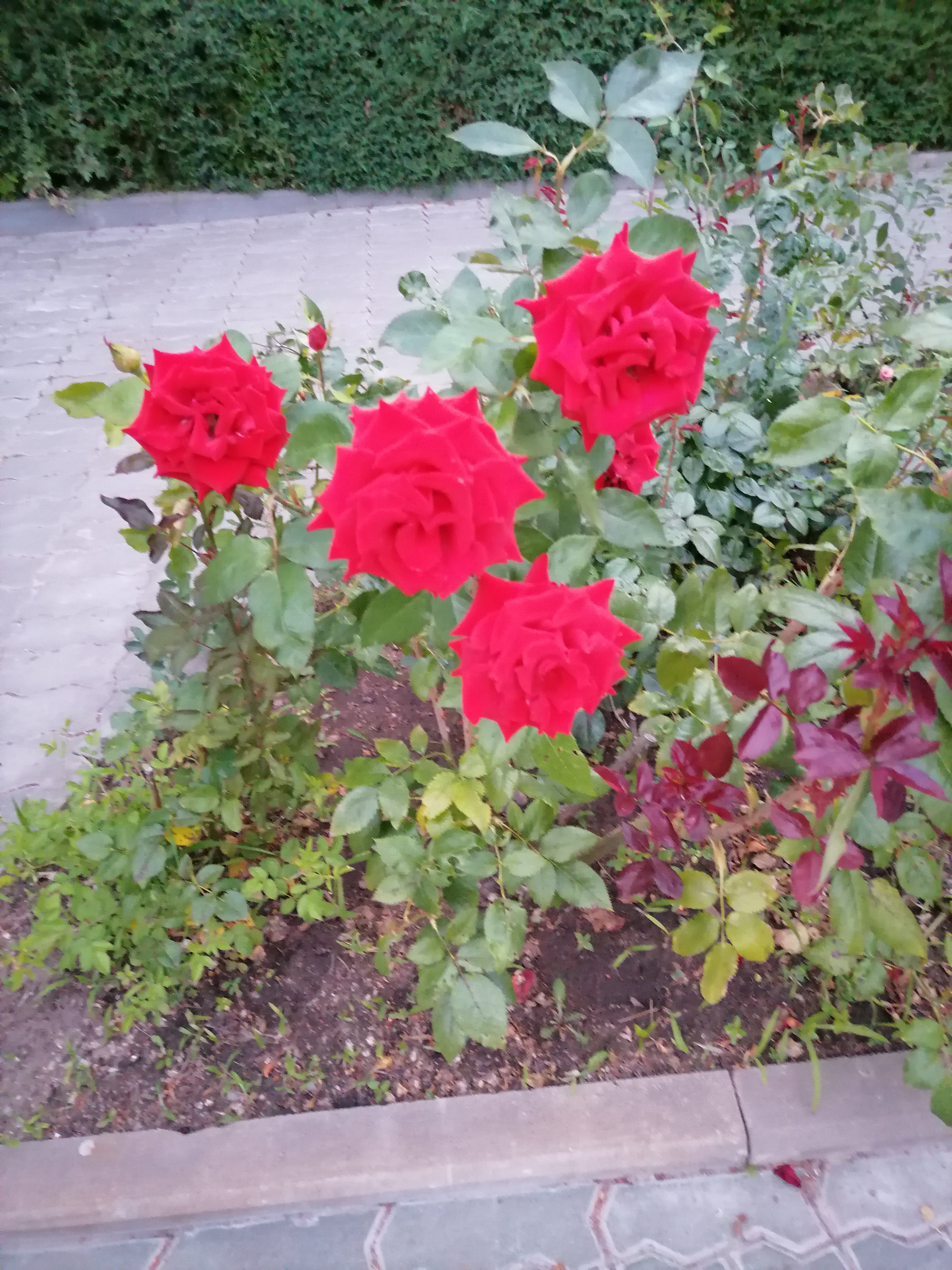 Фото Глория