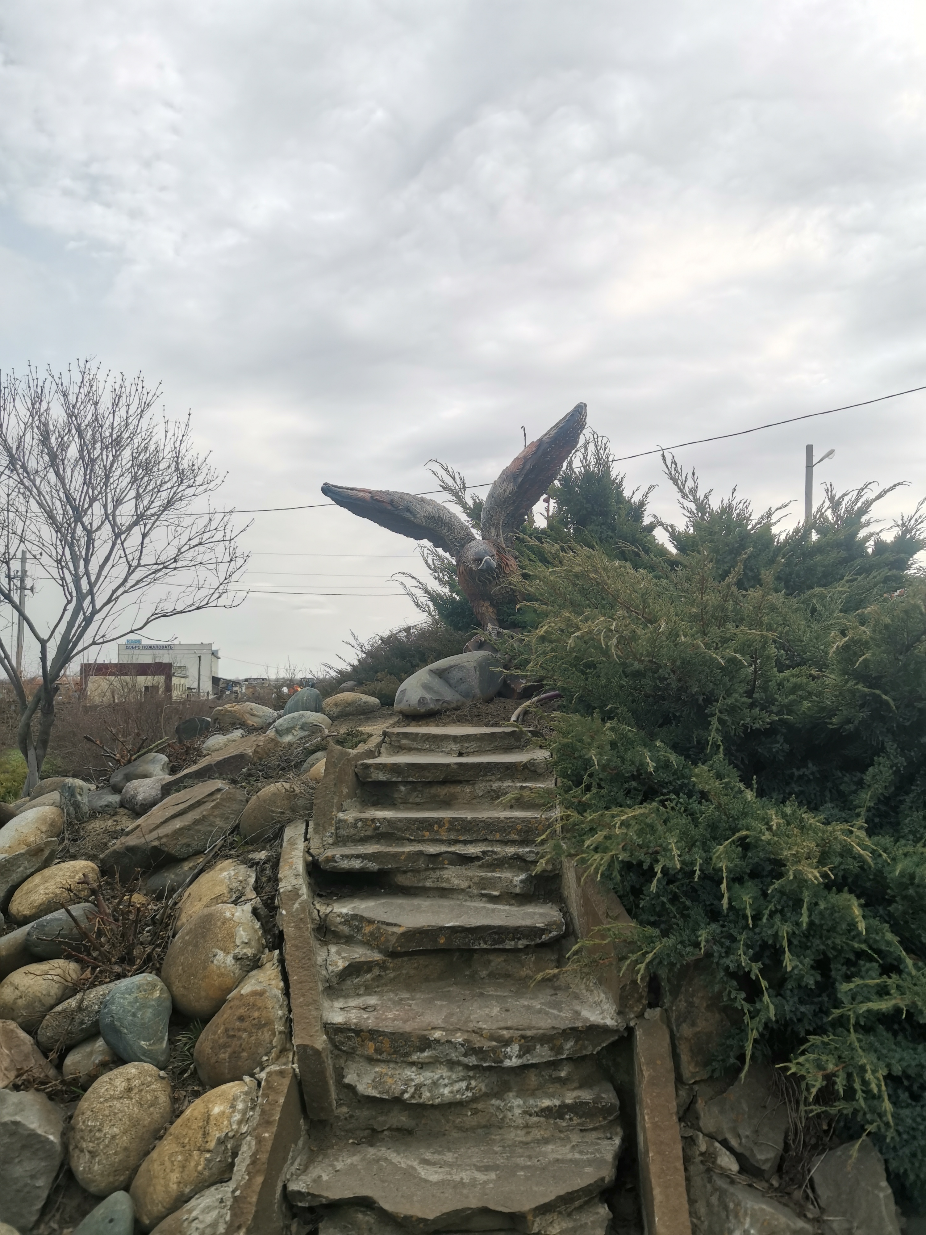 Фото Роза Ветров