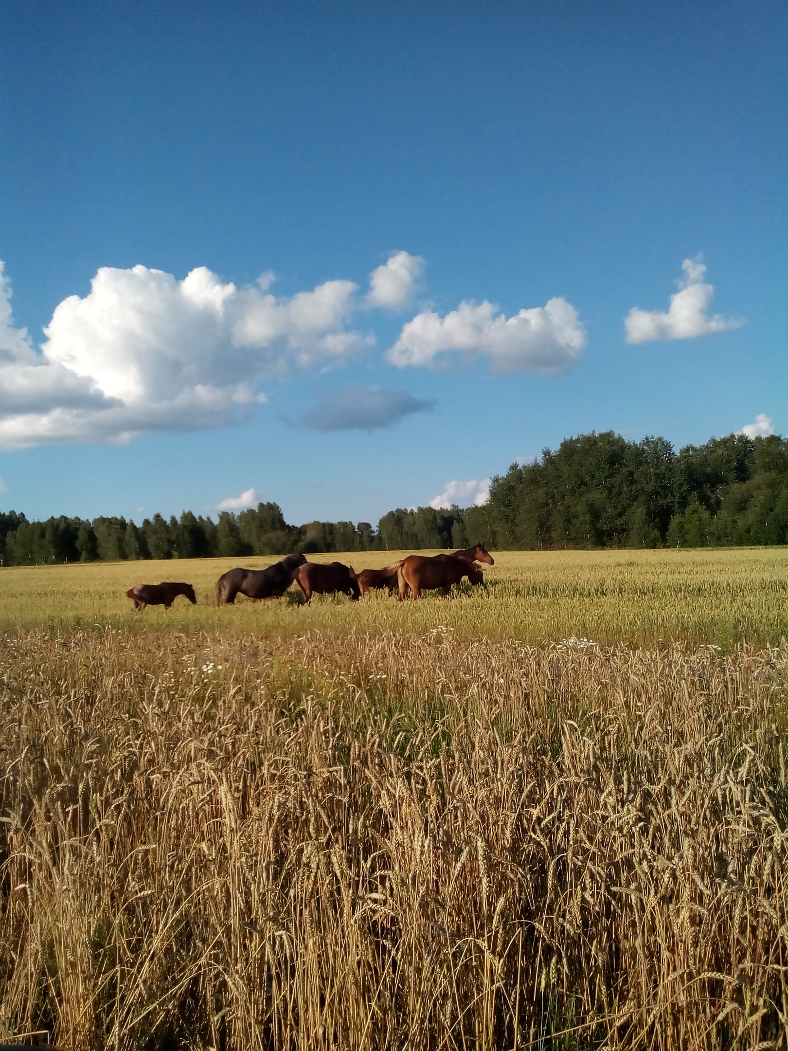 Фото Гостевой дом Кинтереп