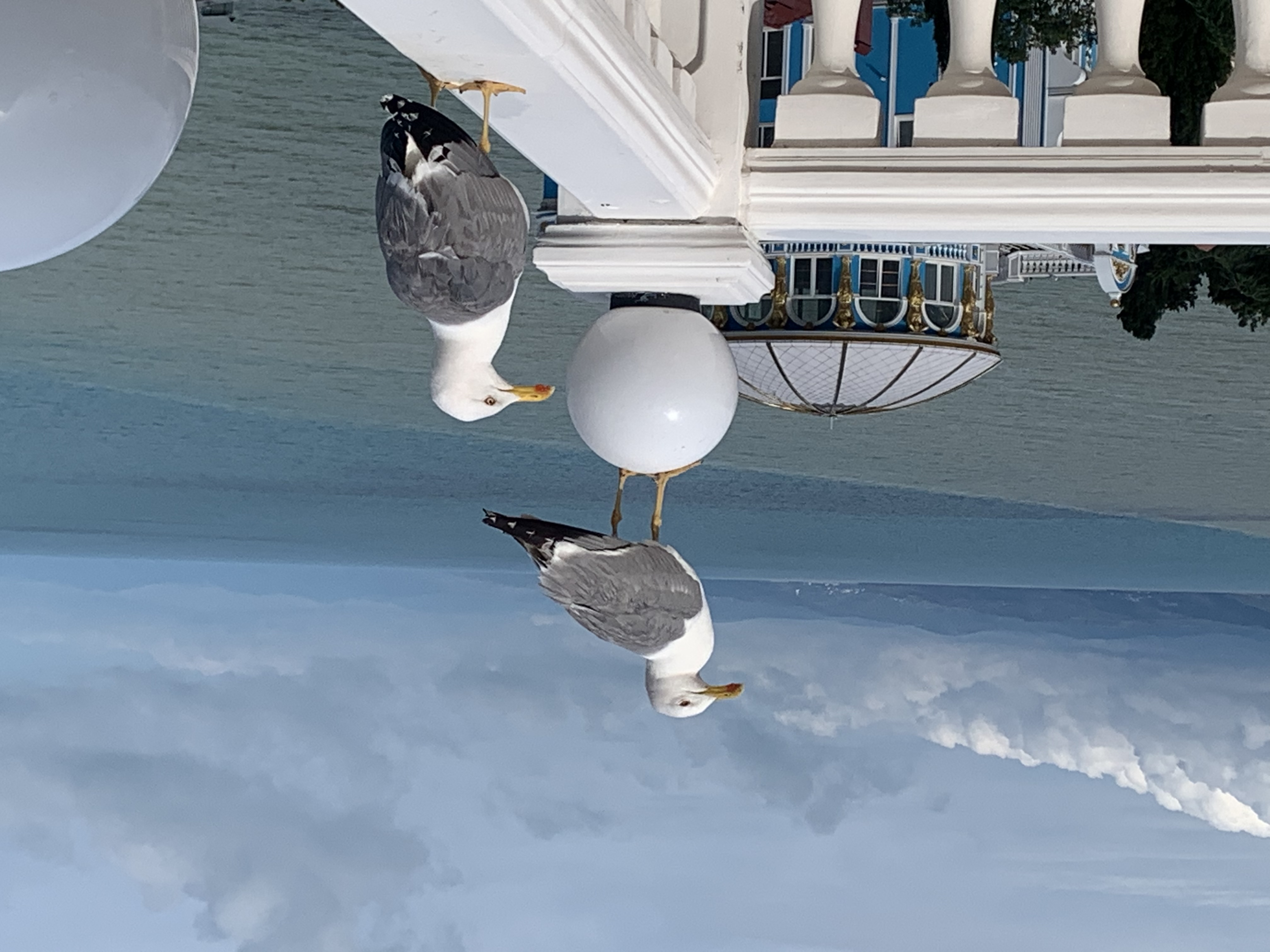 Фото Блюмарин