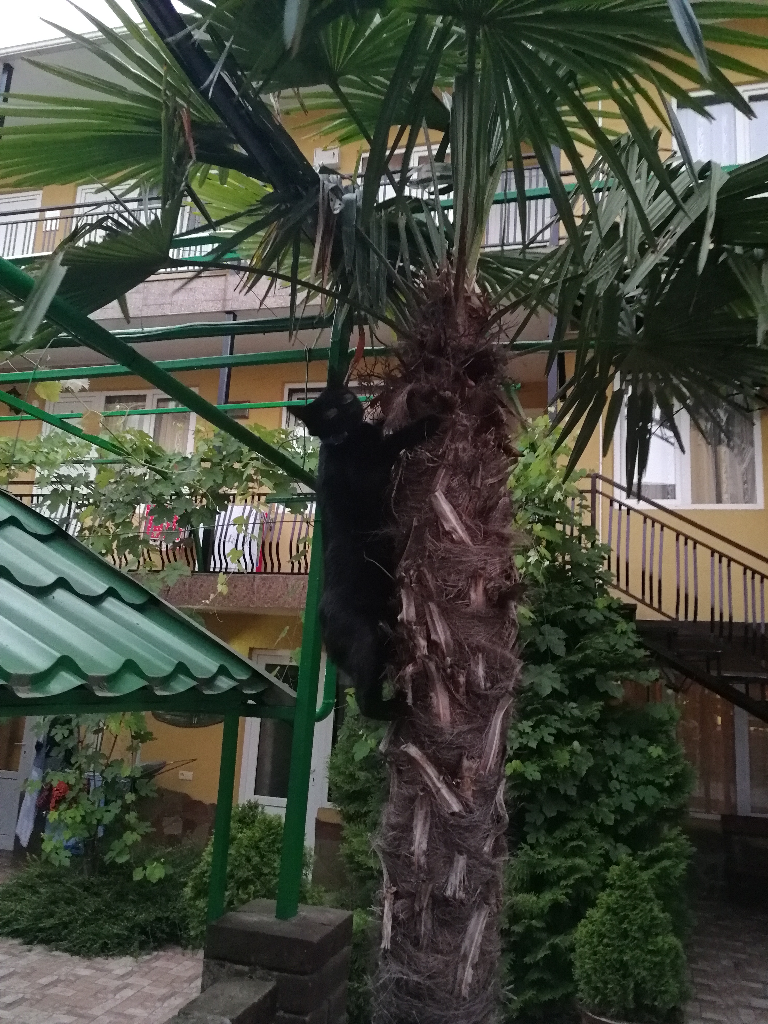 Фото Ромашка