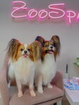 ZooSpa (Dolomanovskiy Lane, 43/11), pet salon