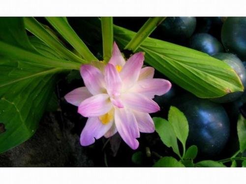 Фото Pension Iriomote