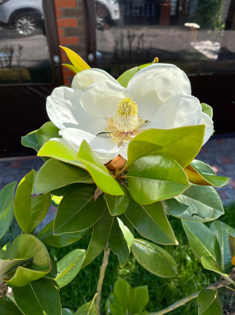 Фото Лазурный