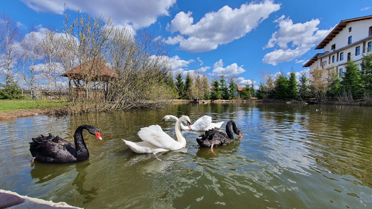 Фото Сканди хаус