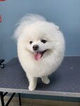 Oh My Dog (Plastunskaya Street, 96), pet salon