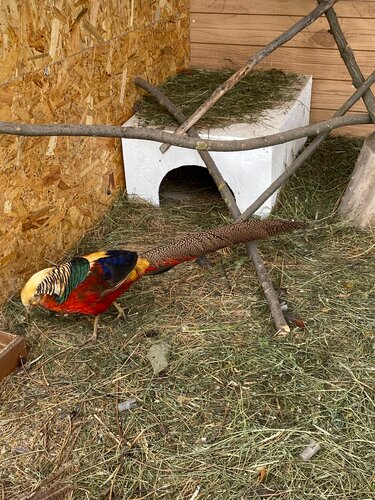 Волгоградтық жезөкшелер арзан бағамен