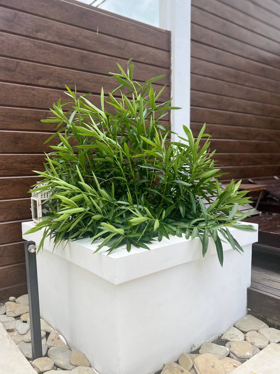 Фото Dolce Vita Club