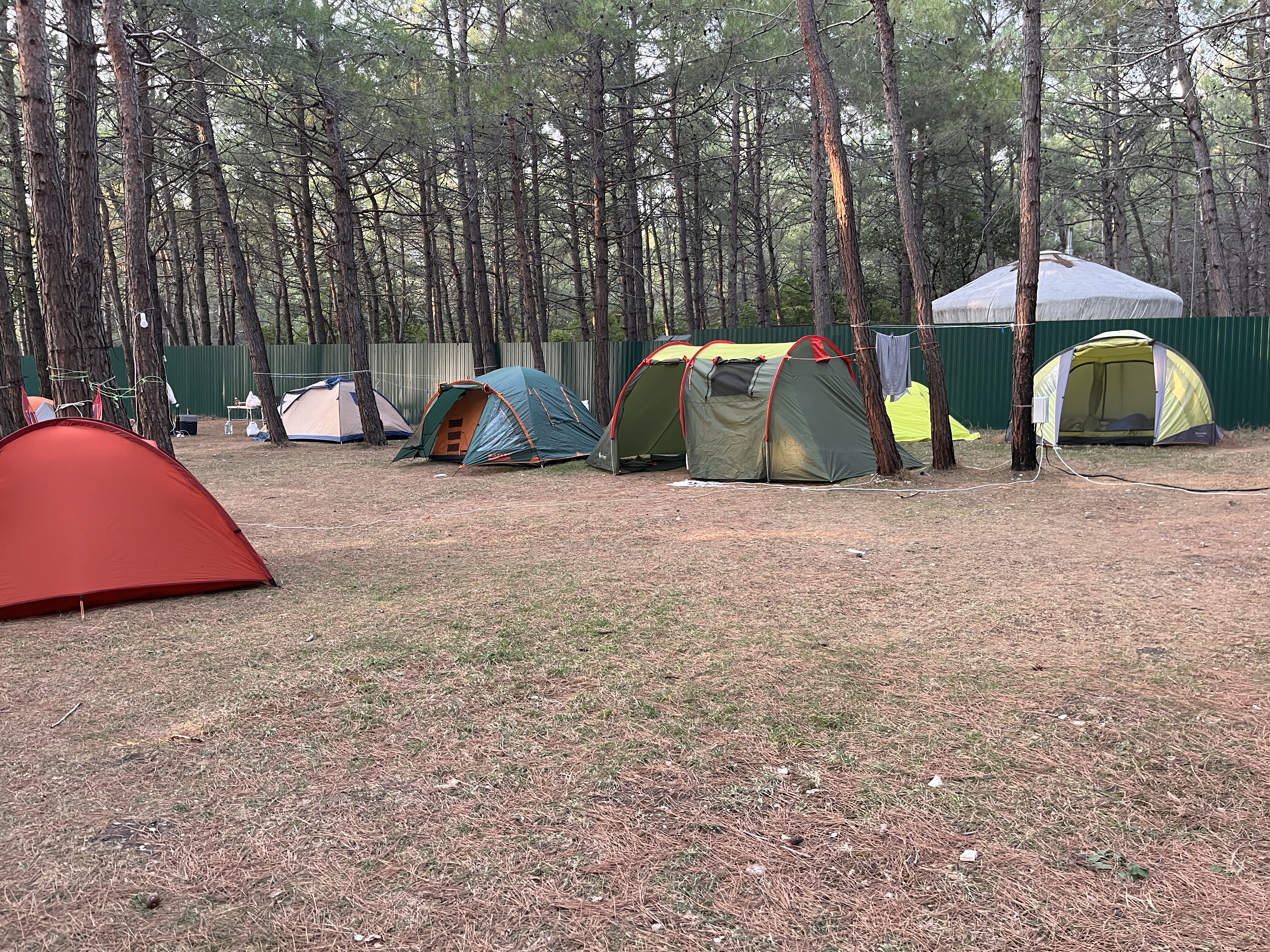 Фото Под соснами