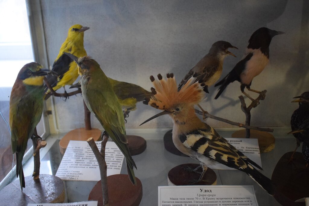 Museum Экспозиция флоры и фауны Мирового океана и Крыма, Kerch, photo