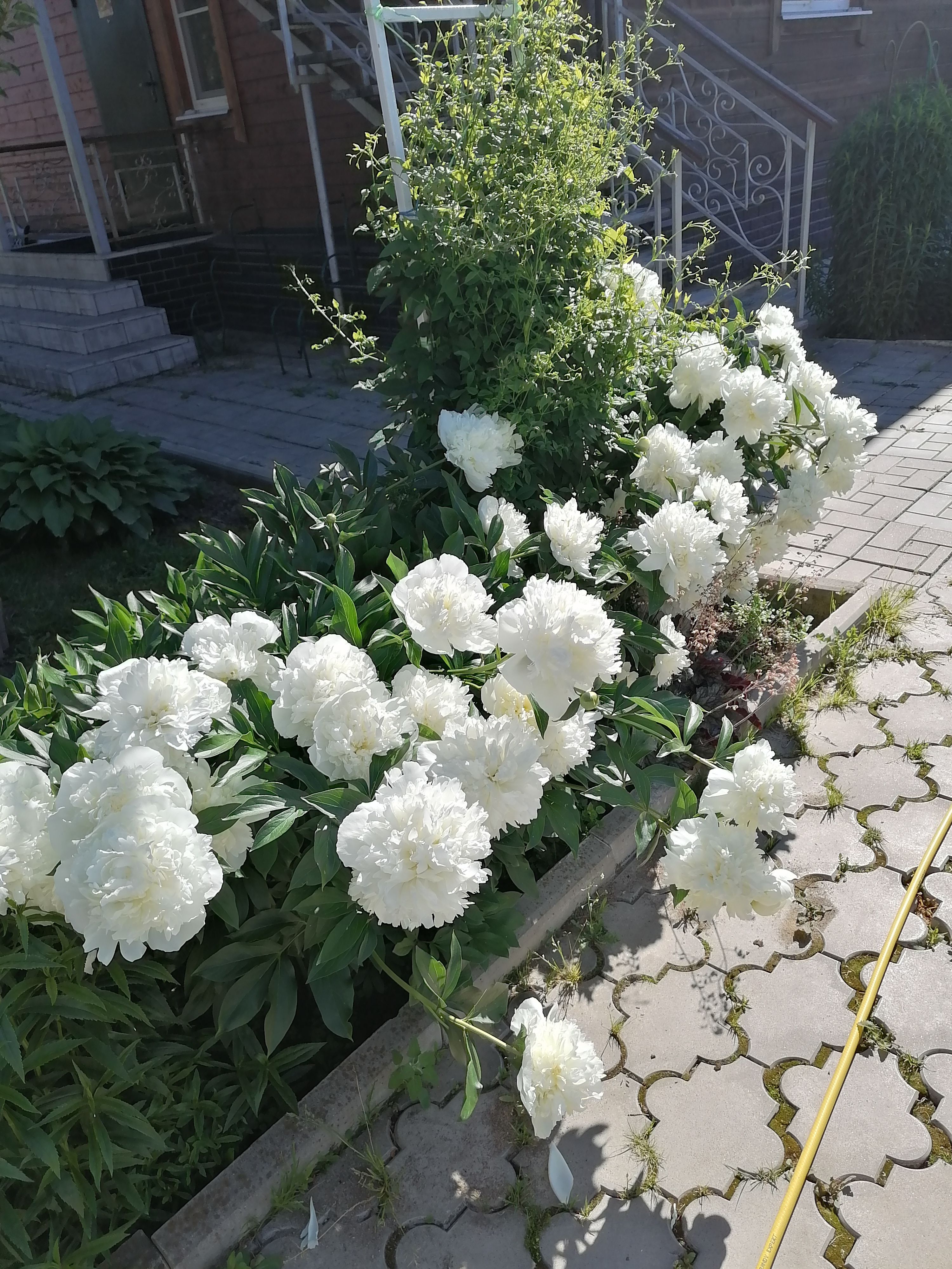 Фото Волшебный сад