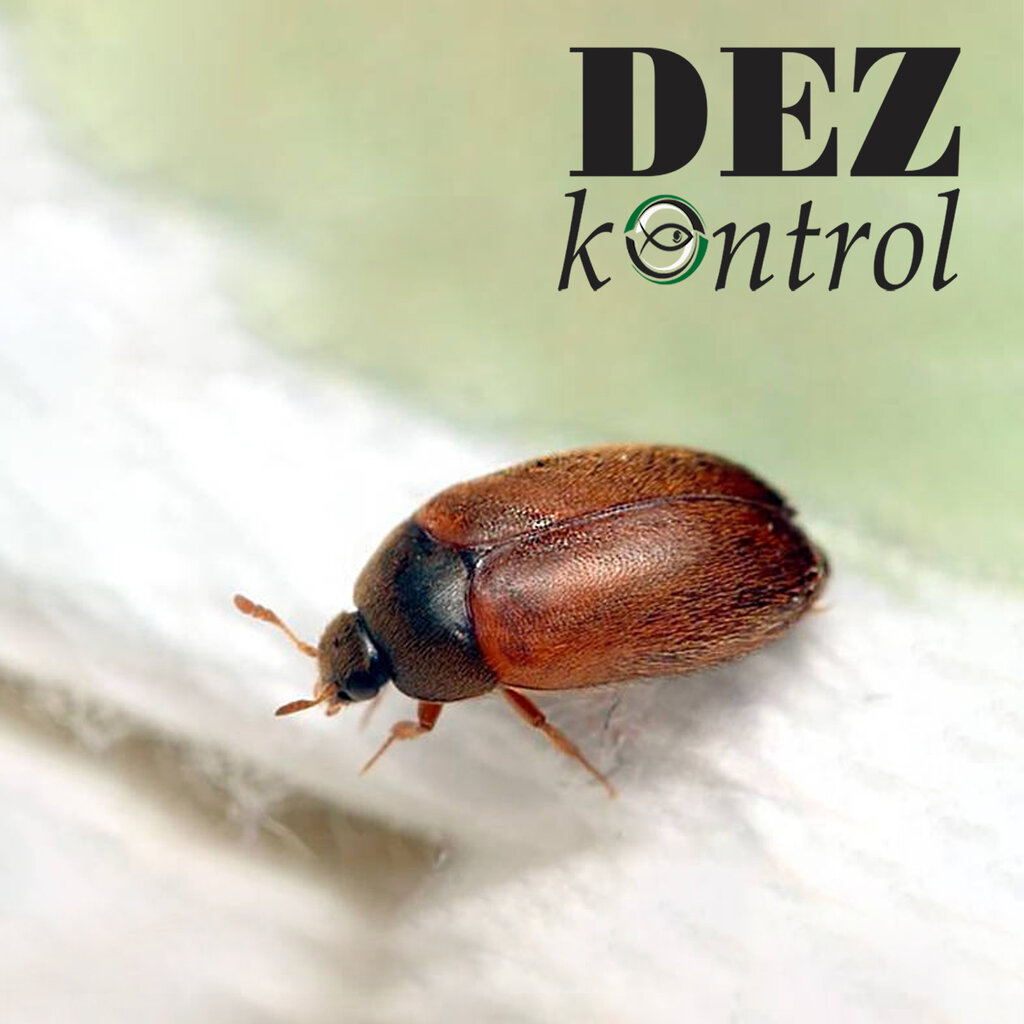 Жучки под обоями как избавиться