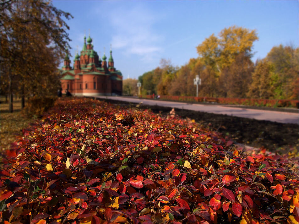 Алое Поле Фото