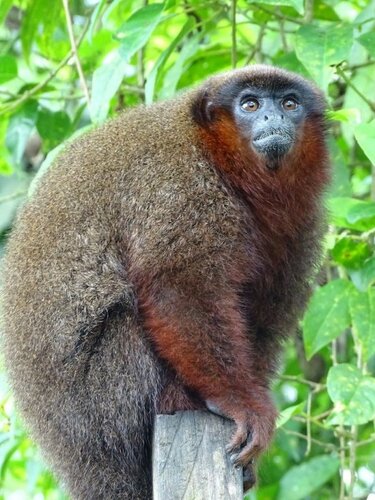 Апартаменты Amazon Wonder Expeditions в Икитосе