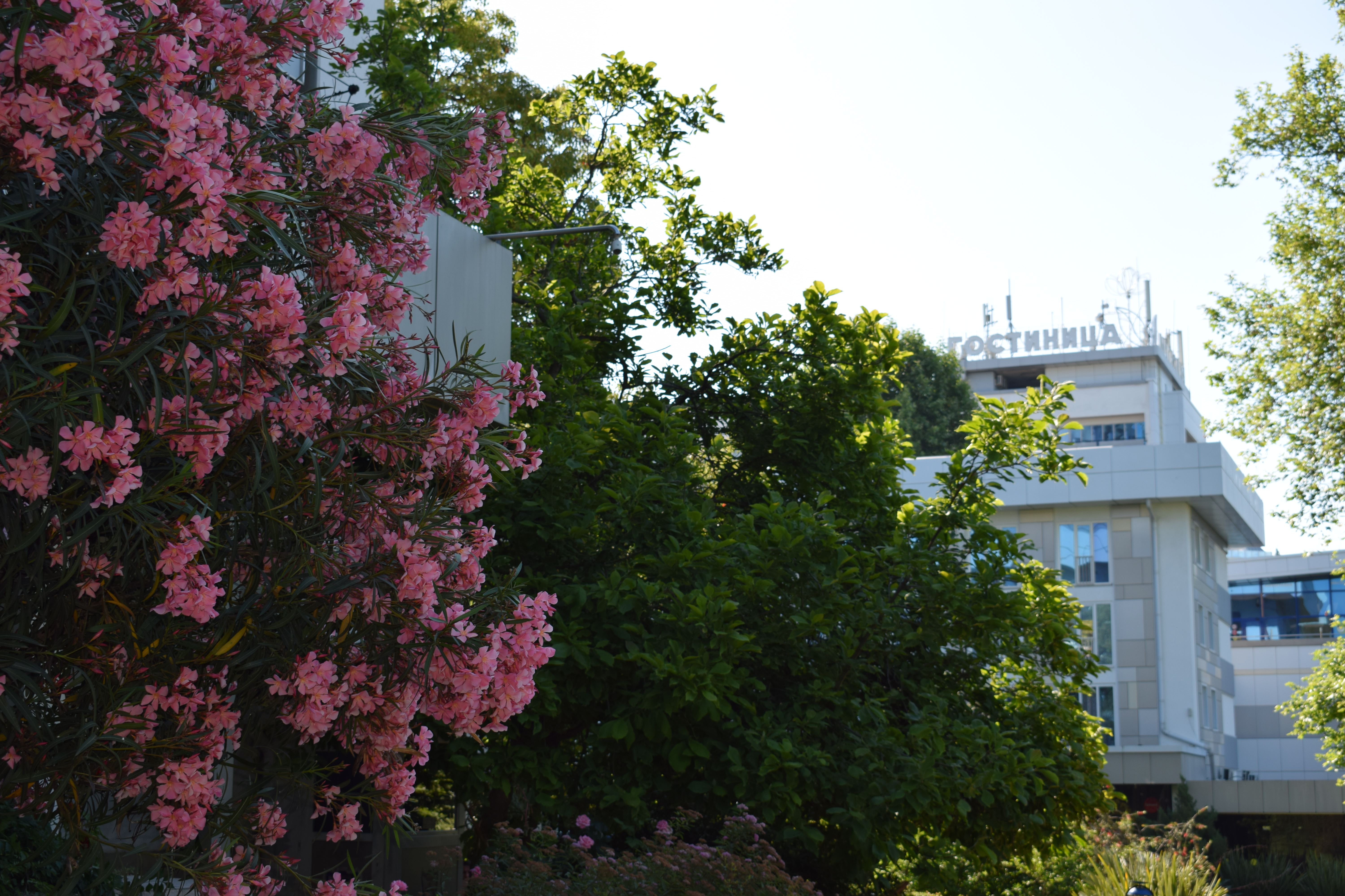 Фото Отель Сочи