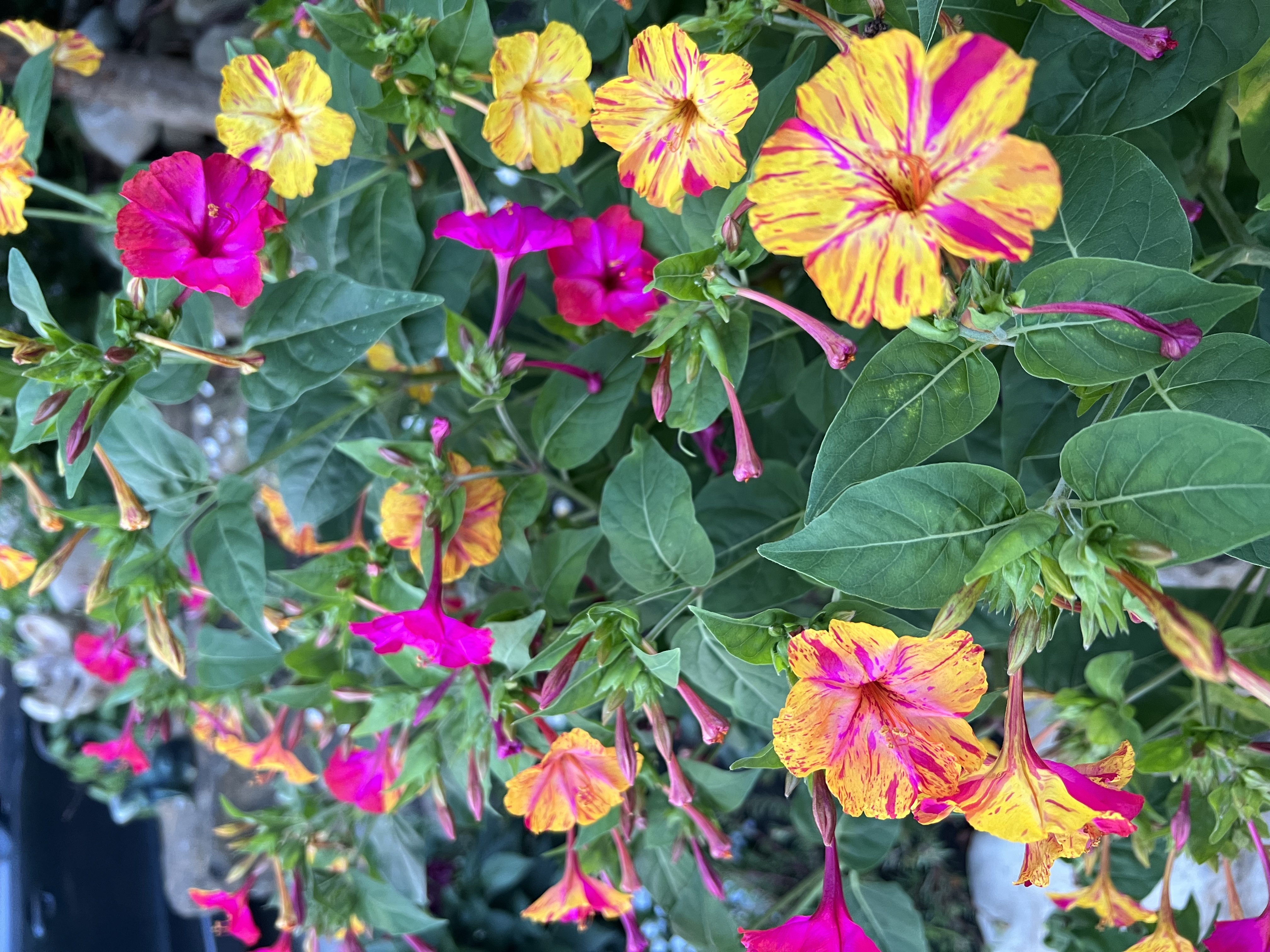 Фото Алоиза