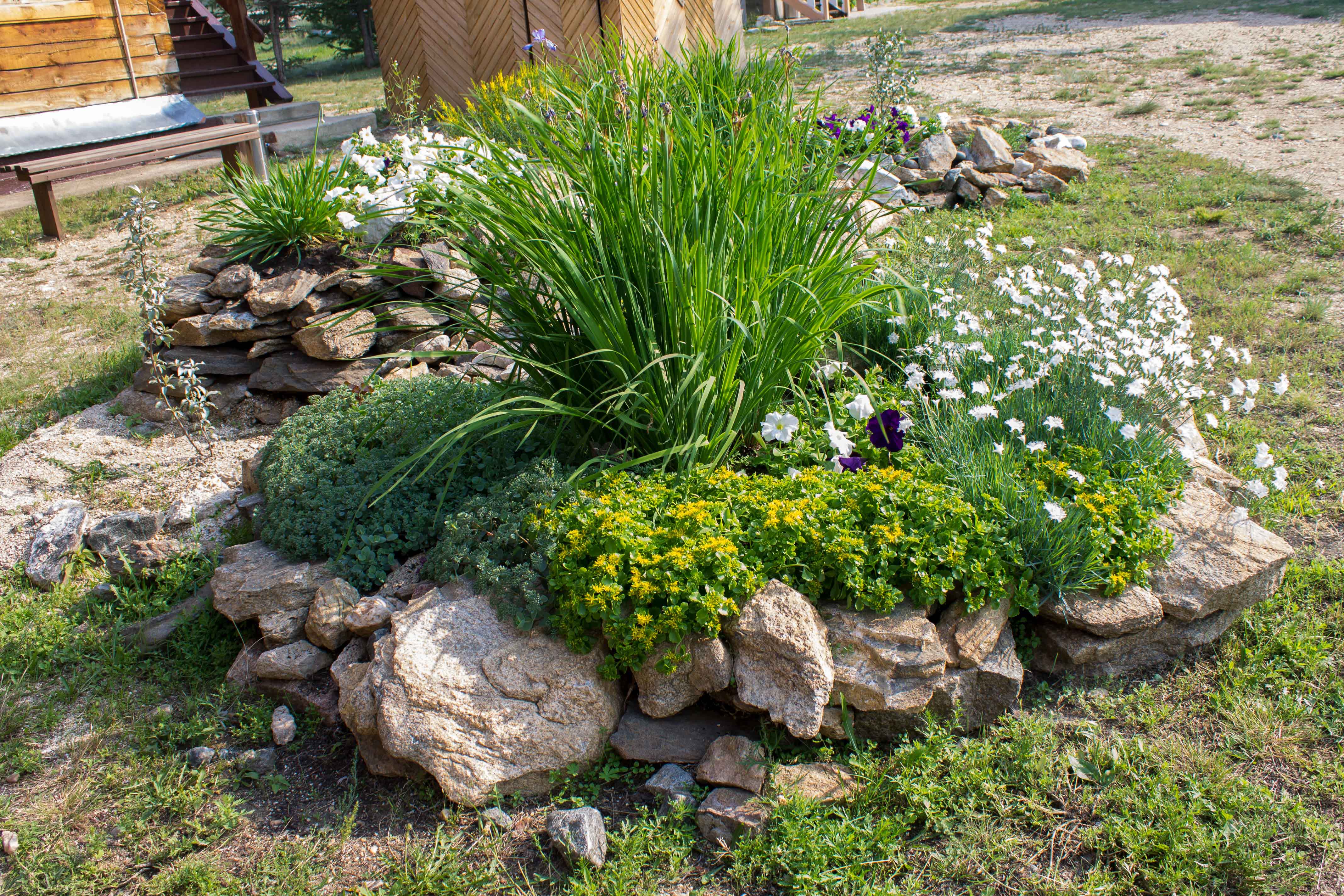 Фото Чабрец