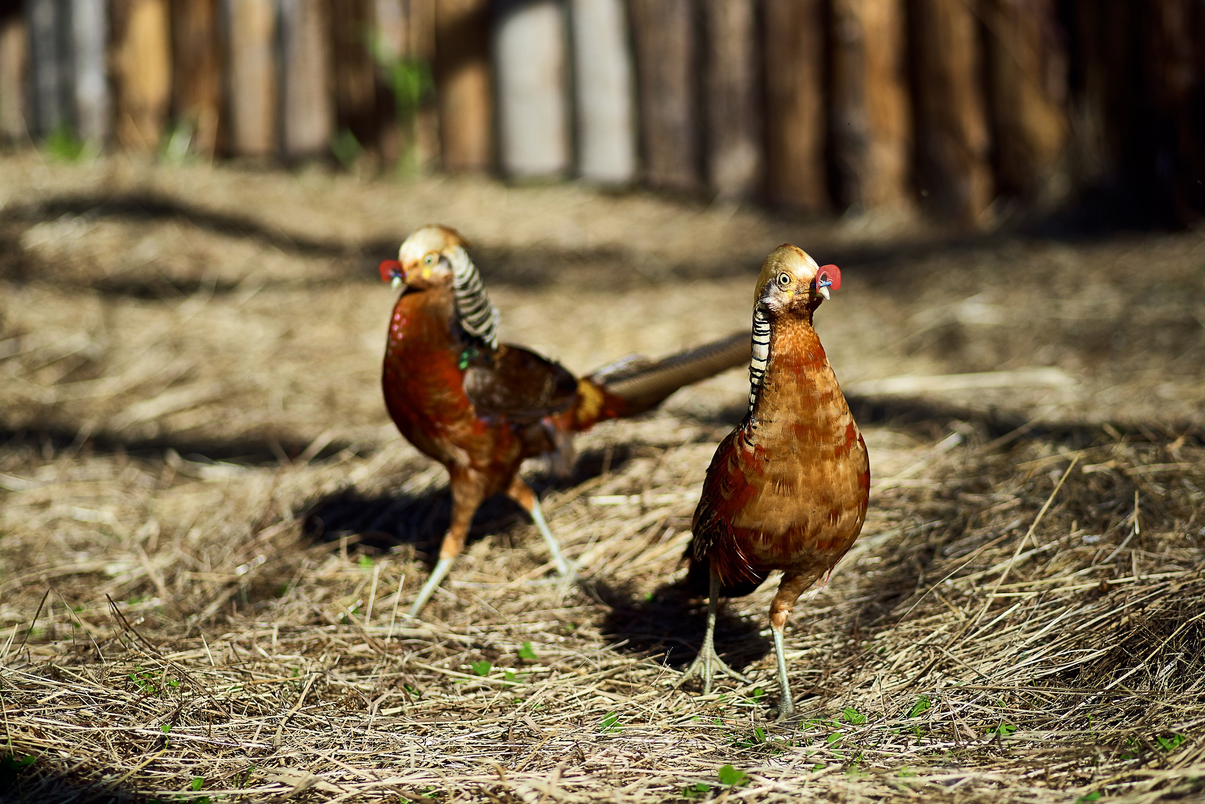Фото Мазаная Горка
