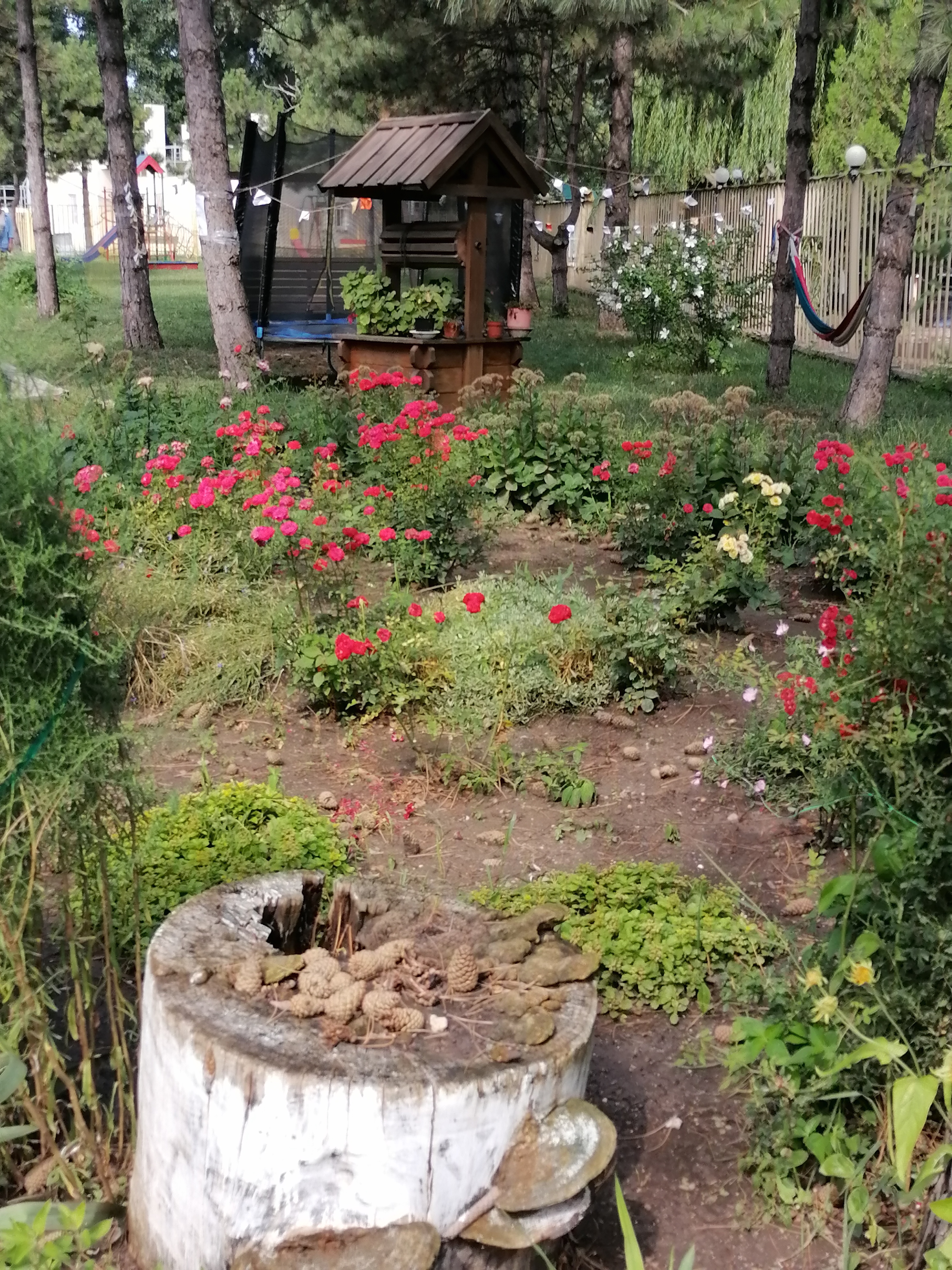 Фото Астерия