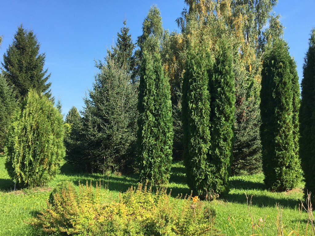 Лесопарк Нарочанский Национальный Парк ГПУ, Минская область, фото