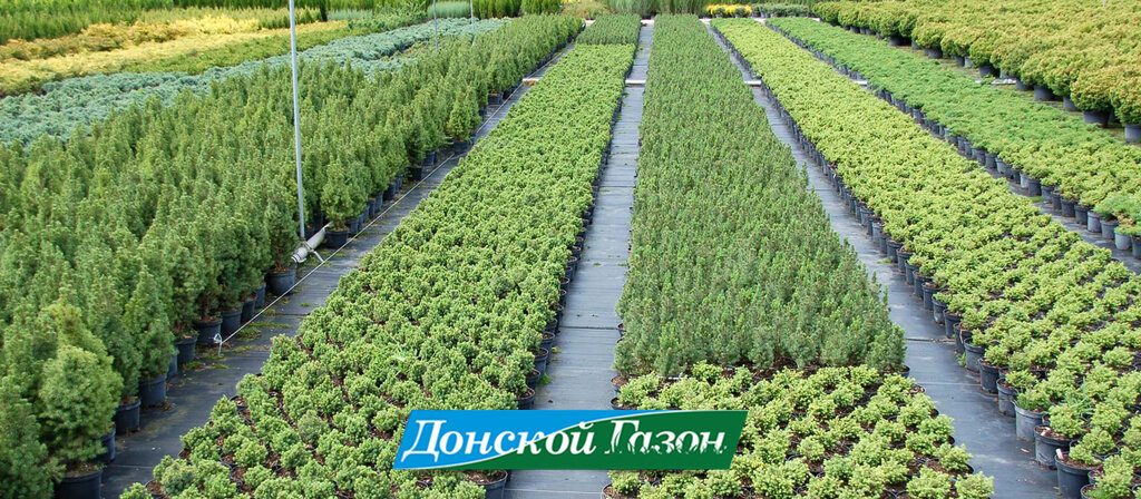 Plant nursery Donskoy gazon, Rostov‑na‑Donu, photo