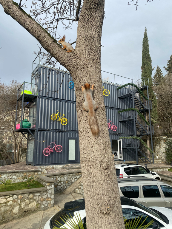 Фото ДЕД Орло