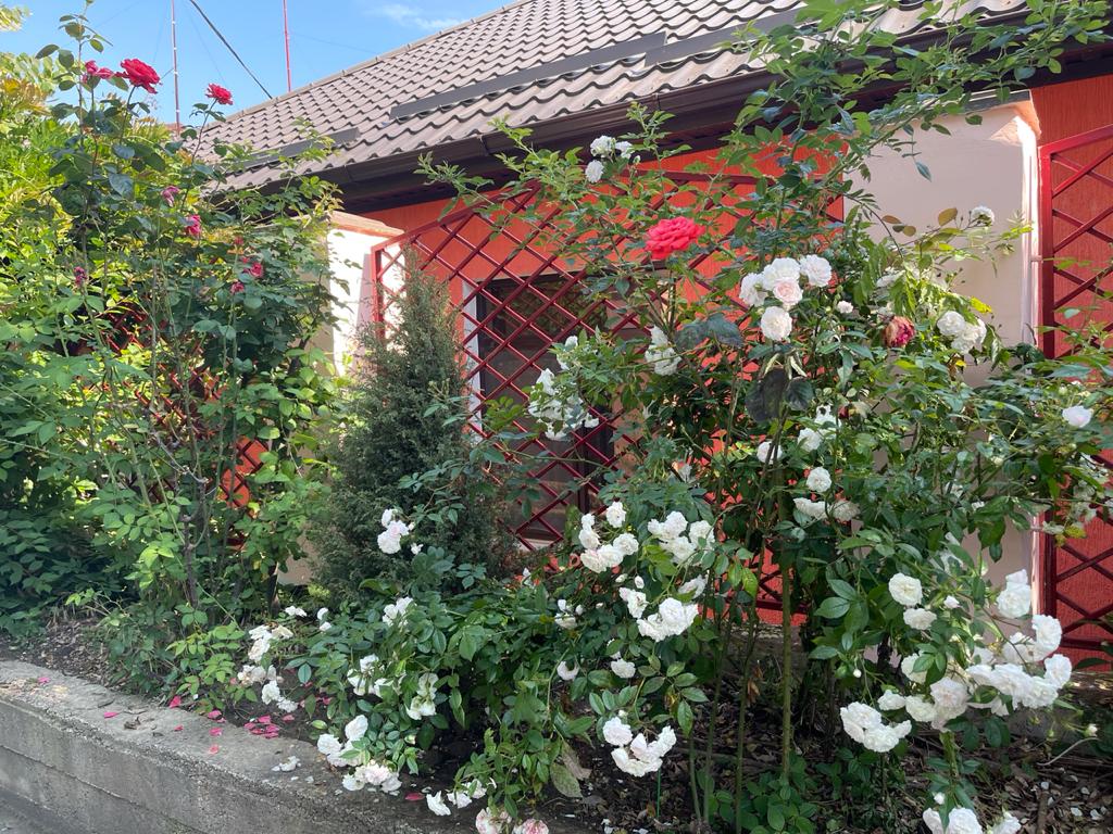 Фото Лирион