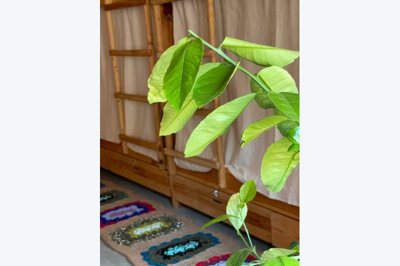 Фото Лисьи сны