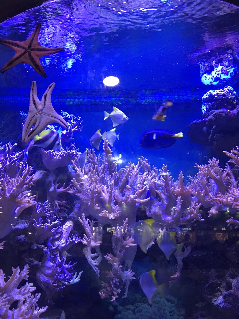 Океанариум волгоград пушкинская карта