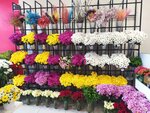Flower Basket (Bursa, Osmangazi, Kıbrıs Şehitleri Cad., 4B), flower shop