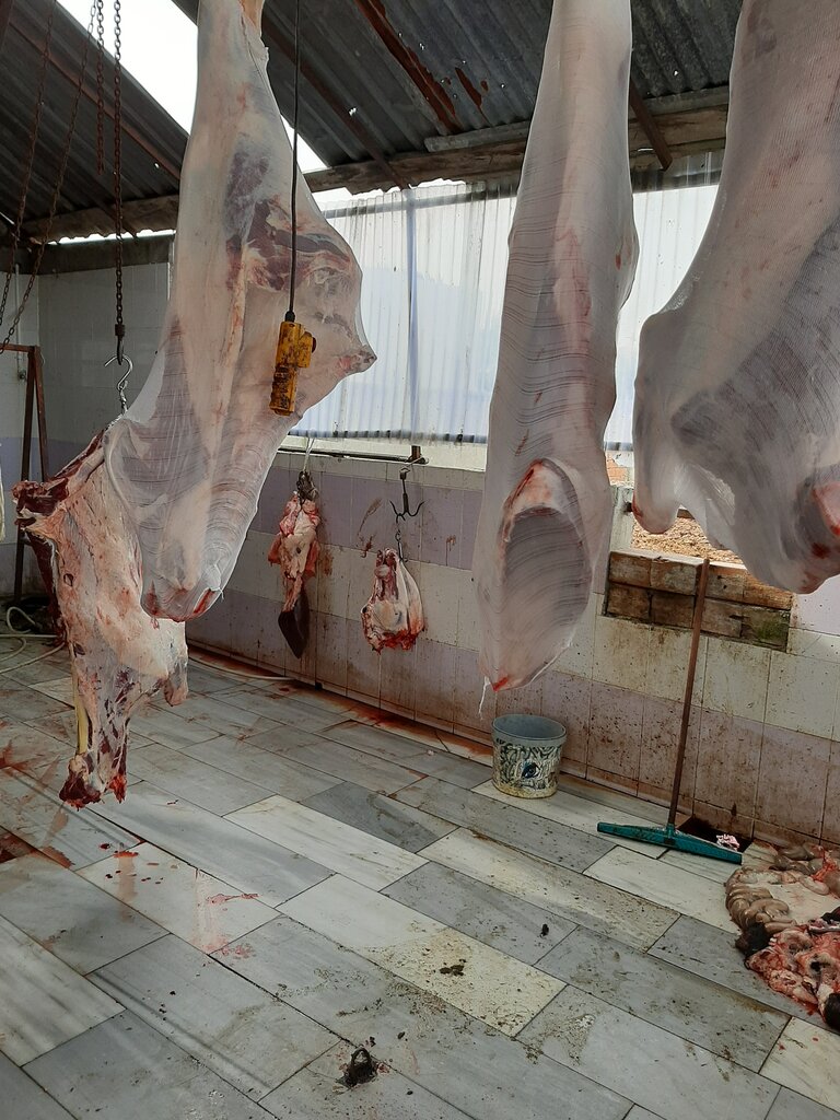 Intensive animal farming Kokluoglu Sacrifice and Offering, Arnavutkoy, photo