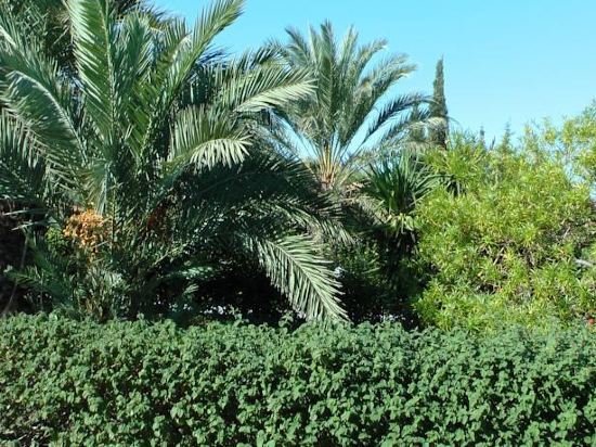 Фото Petasos Apartments