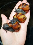 BigSnails (sadovodcheskoye nekommercheskoye tovarishchestvo Frunzenets, 103), pet shop