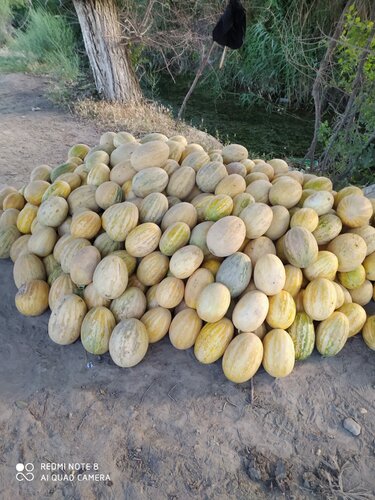 Санчес Стейсидің порно фотосы