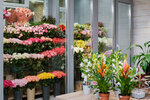 Artflora.by (Niezaliezhnasci Avenue, 168к1) ، محل زهور