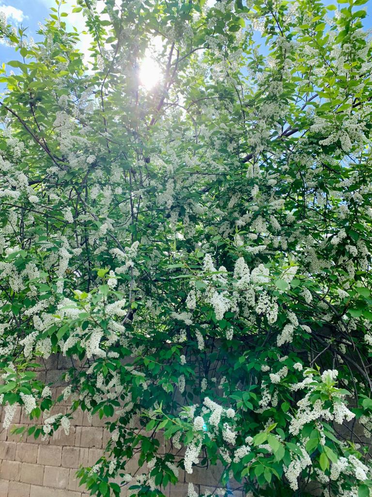 Фото Эдельвейс