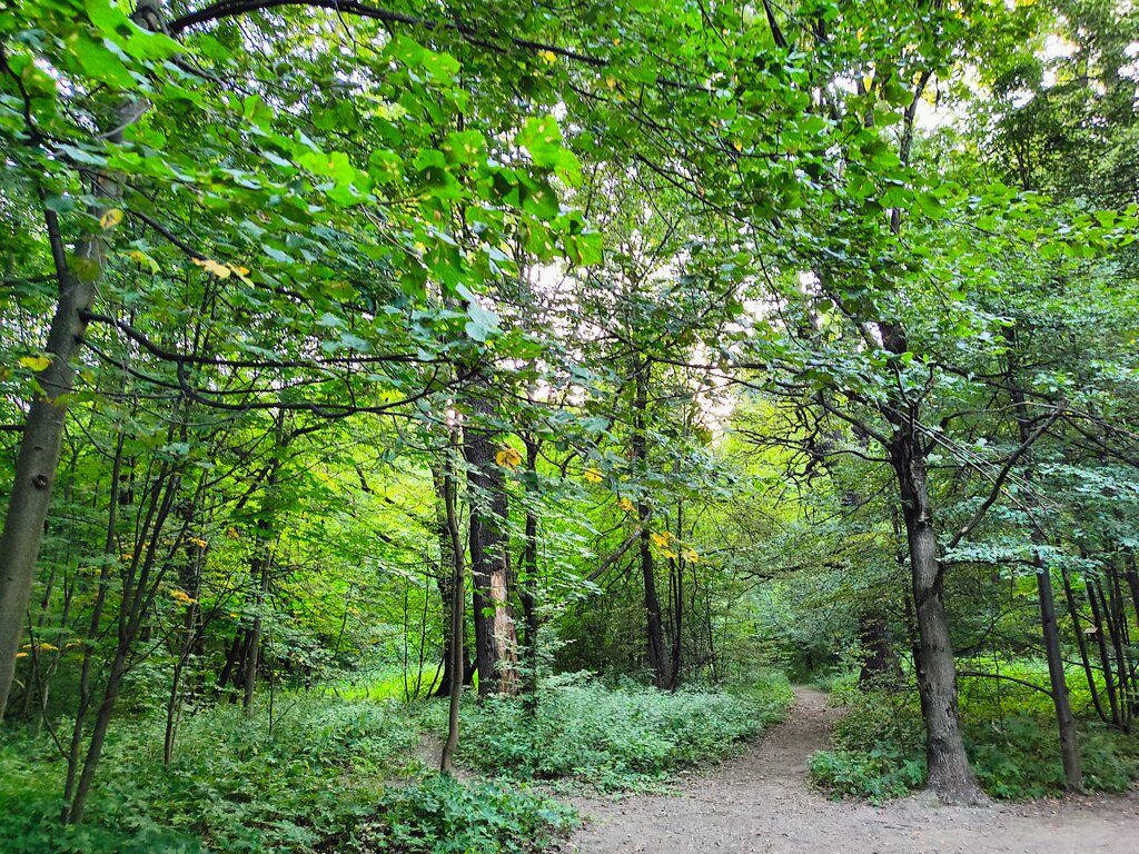 Parklar ve ormanlar Lesopark Terletsky Prirodno-istorichesky park Izmaylovo, Moskova, foto