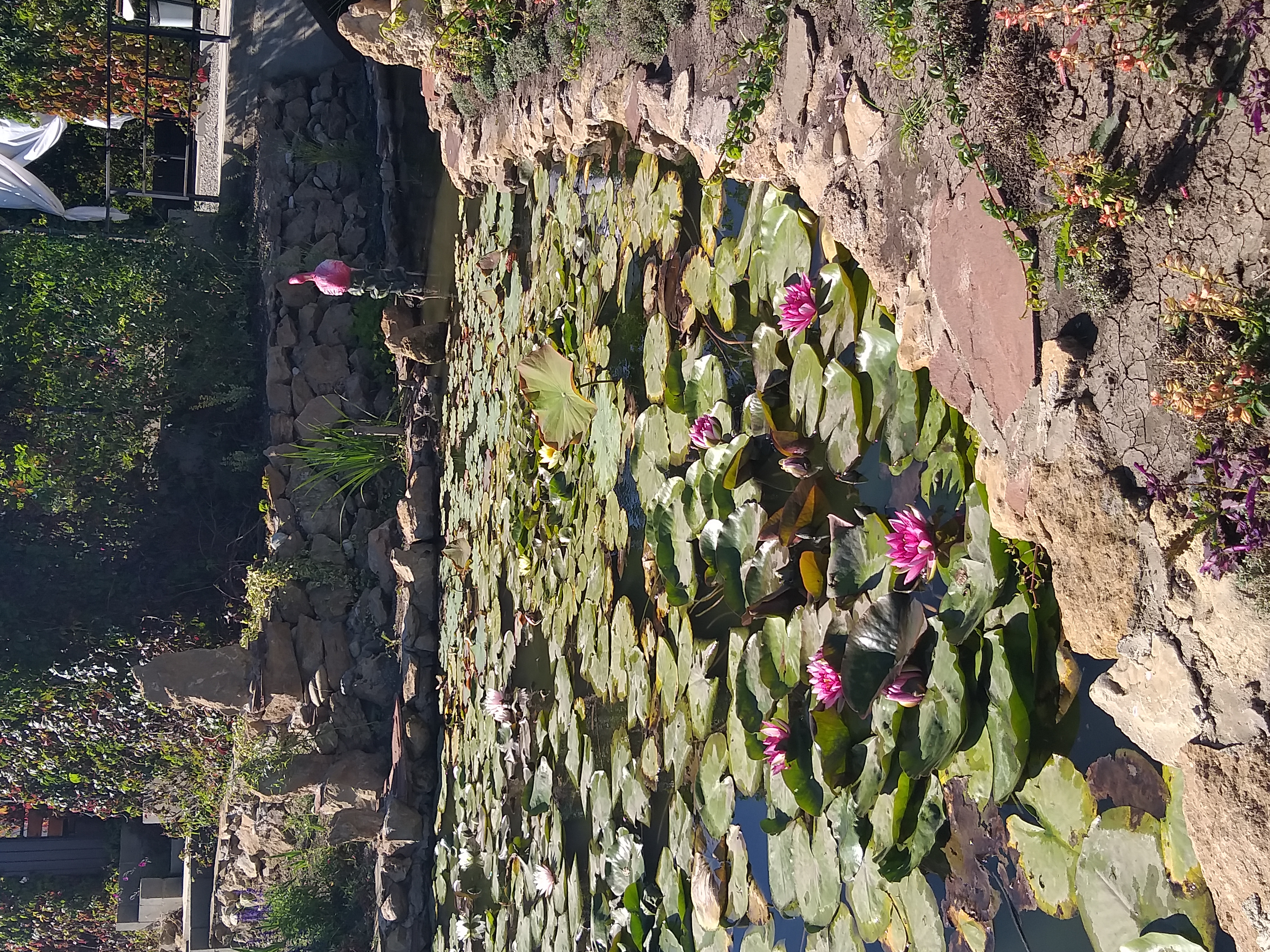 Фото Аква Тоника