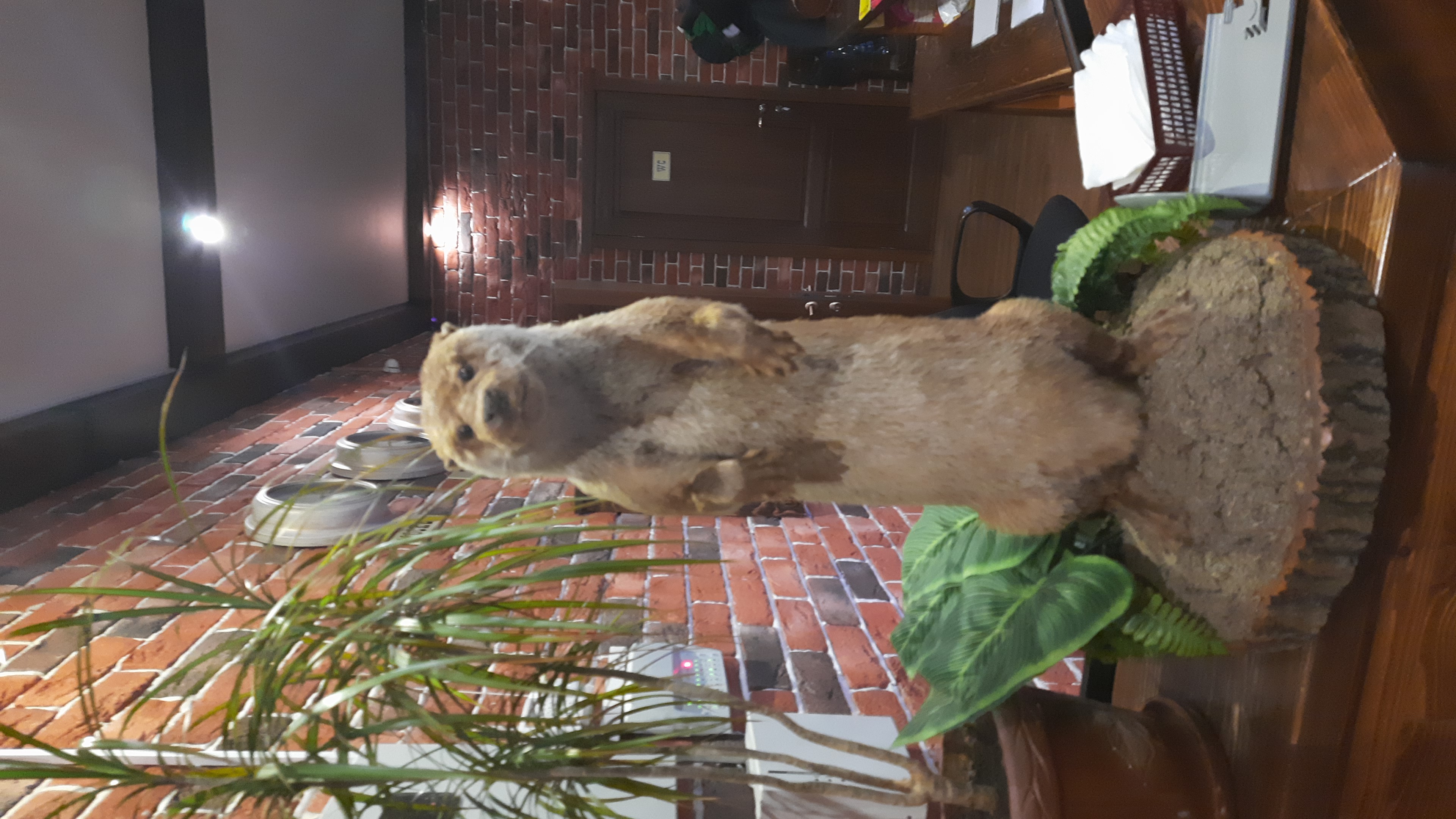 Фото Купеческая